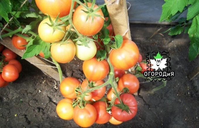 Tomater vid lastning behöver nödvändigtvis fukt