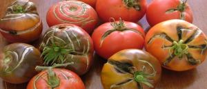 Varför det finns sprickor på tomater. De skäl som de vet inte alla trädgårdsmästare.