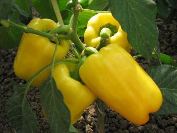 Aptitretande gul paprika. Foton från domosedkam.ru
