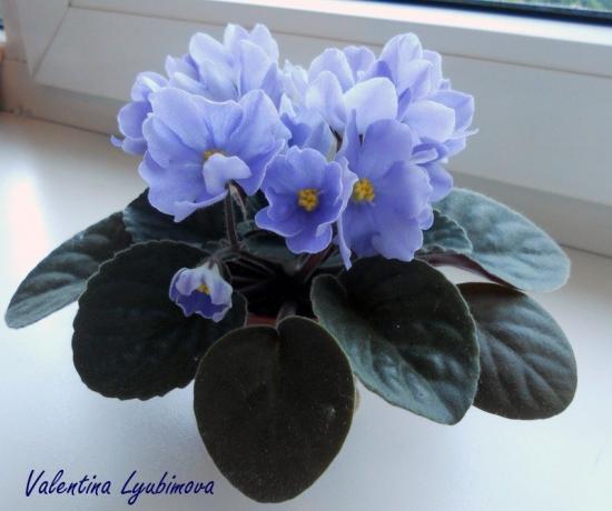 Blå violett (foto Valentina Lubimova från forumet)