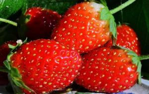 Hell lösningen mot skadedjur och sjukdomar, och inte bara jordgubbar