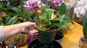 Rätten att foder och befrukta Phalaenopsis