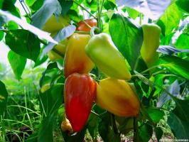 Bredvid vissa grödor kan inte planteras peppar