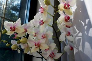 3 sätt för att stimulera blomning Phalaenopsis