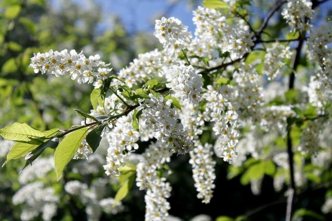 Vi har i årets blommar ymnigt alla vita: äpple, körsbär, fågelbär. Foto: ok.ru