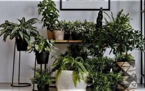 Natural "aromaterapi" för ditt hem. 6 doftande växter och blommor