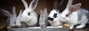Kaniner på golvet: den billigaste och enklaste sättet att innehåll