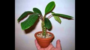 Inomhus växa Euphorbia korrekt. nyanser i vård
