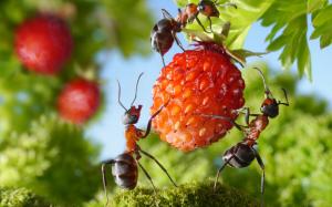 Myror på land: hur man kan bli av med oönskade "grannar"