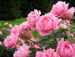 Hur snabbt och säkert förstöra rosorna i trädgården