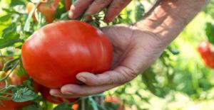 Hur man odlar goda och smakrika tomater och vad bestämmer deras smak och arom.