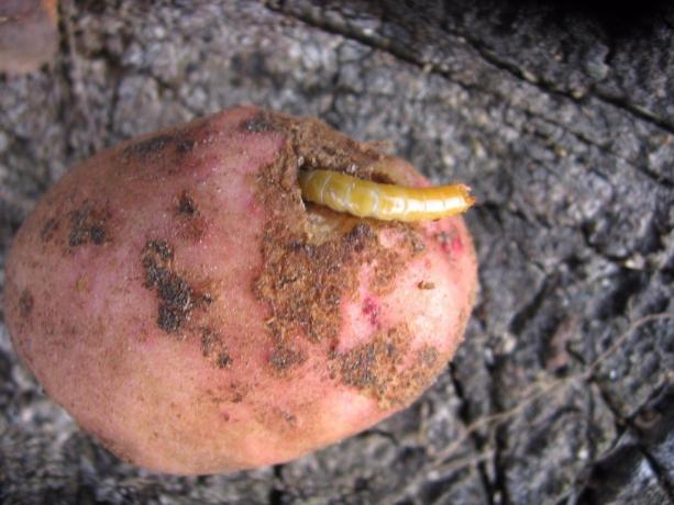 Potatis - en favorit rot knäpparlarv