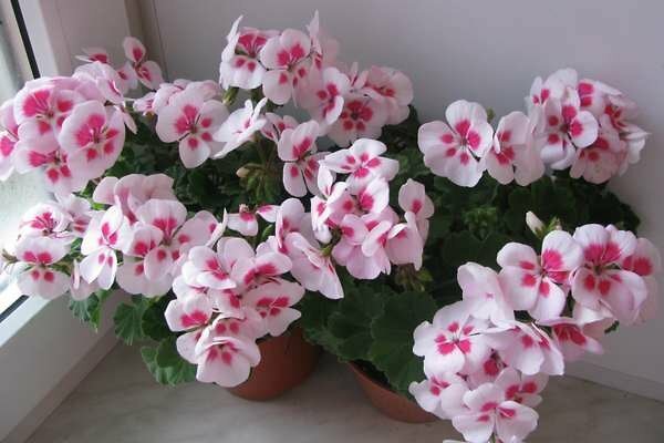 Pelargonium 'Flower Fairy Vit Splash'