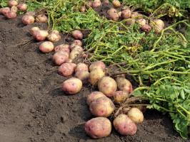 I kampen för stora och välsmakande potatis: vård och utfodring av den senare i augusti