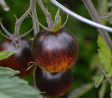 Sällsynta tomater. 6 bästa betyg