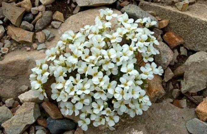 Vita blommor arabisa