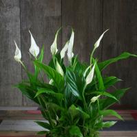 Miniatyr Spathiphyllum Strauss: reglerna för vård