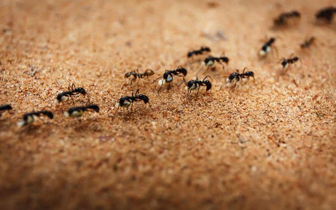 Förvisar myror med salt | ZikZak