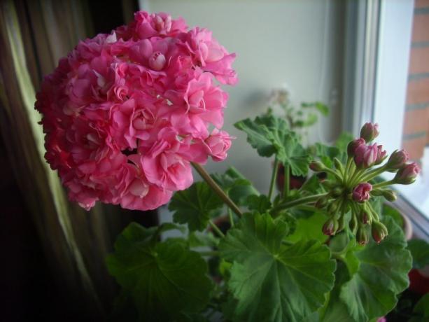 Början av blommande ros geranium (foton finns på Internet)