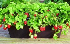Året runt färska bär: hur man odlar jordgubbar hemma