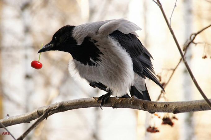 Kråkor och skator är mycket som att äta bär. Illustrationer till en artikel tas från internet