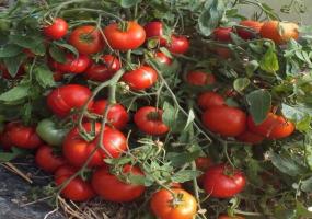 Unik tomat variation - mongolisk dvärg. Oöverträffad produktivitet avgudad av många trädgårdsmästare.