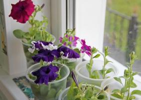The May ackord: när att plantera plantor petunior och hur man korrekt vård