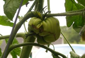 Varför växer upp ugli tomater