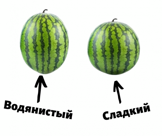 Mer runda vattenmeloner är oftast sötare utsträckta | ZikZak
