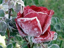 Förbered rosor för vintern: hur man temperament vad och vad man ska dölja, hur man klipper. Hur färg påverkar frost