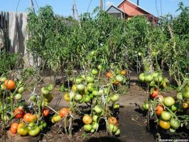 Bredvid vad som kan och inte plantera tomater