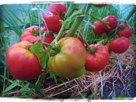 5 bästa sorterna av tomat för växthus och friland