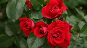 Gödsling och bevattning av rosor till en lång blomning