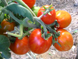 Tomatplantor i växthuset sträckte ut, vad göra?