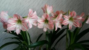 Hippeastrum och Amaryllis: Vilka skillnader stunning växter