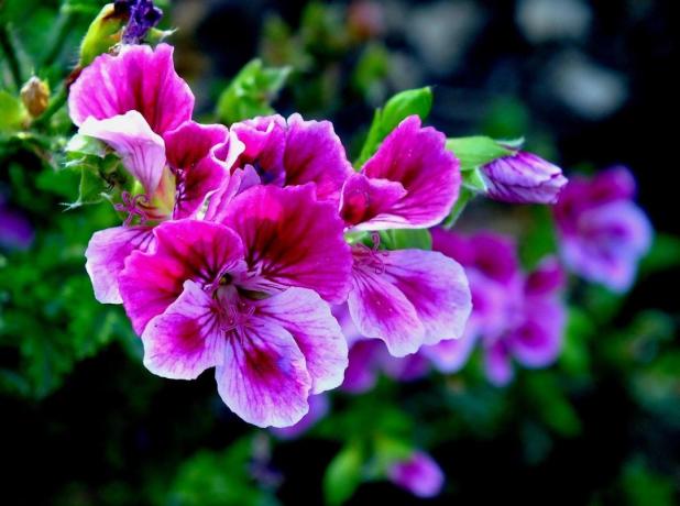 Purple geranium ser ljus och spektakulära. Bilder - personliga arkiv