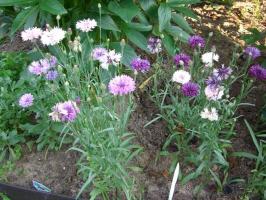 Blommor utan groddar: vad man sår direkt i rabatten