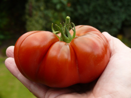 Ett bra sätt att plantera tomater - innan vintern