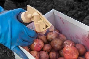 Behandling av potatisknölar före plantering mot sjukdomar och skadedjur.