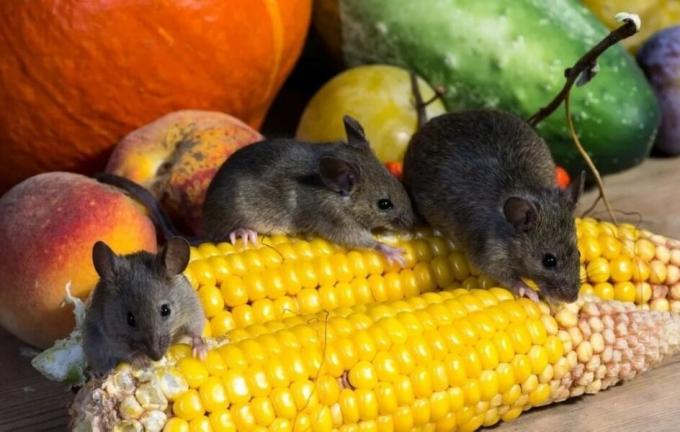 Möss äter grödan. Fotokälla: botanichka.ru
