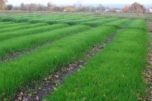 Rye-gröngödsling: plantering under hösten kommer att öka fertiliteten och skörd av grönsaker på grund av organisk