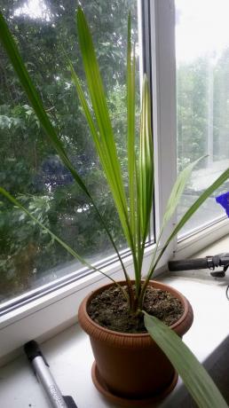 Young palm vuxit från en sten i hemmet, på fönsterbrädan