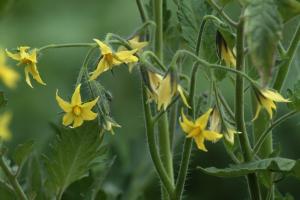 Tomater blomma - tid att mata! ökning gröda