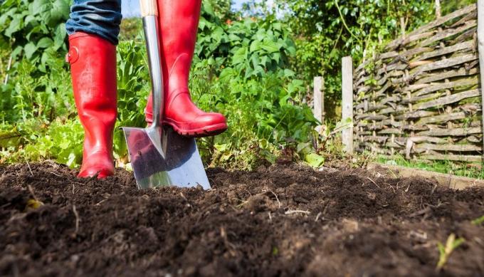 Fördelar och nackdelarna med att gräva i marken i området | Hem & trädgård Trädgårdsodling