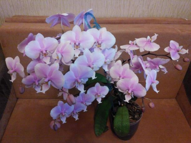 Blommande Phalaenopsis. Foto: Klasskamrater