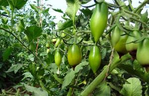 Hur man kan övervinna den apikala röta på tomater