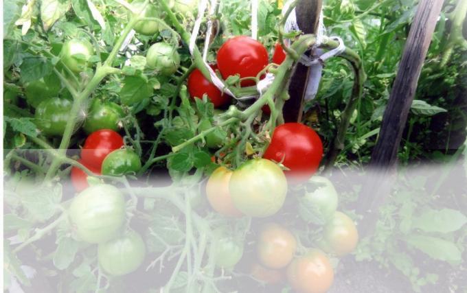 Tomater i växthus (foto - Internet)