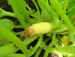 Äggstock zucchini gult, röta och falla av: ⚡ vad man ska göra för att rädda skörden i trädgården