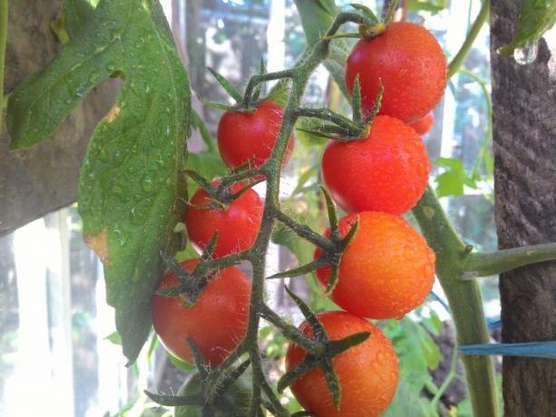 Mognande tomater - syn för ont i ögonen! (Mojateplica.ru)