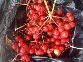 10 steg förbereda funky sylt från frukten av Viburnum